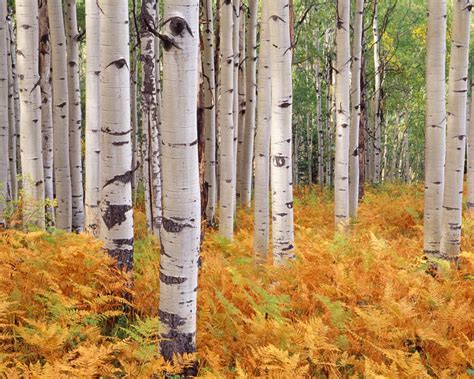 Birch Tree wallpaper | 1280x1024 | #1091