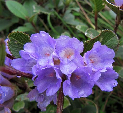 Kurinji - Nilgiris wildflowers - India Travel Forum | IndiaMike.com