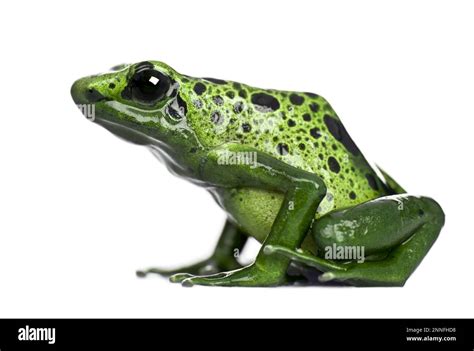 Tropical tree frog on a white background Stock Photo - Alamy