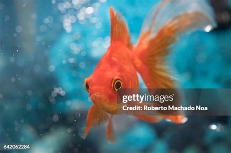 Beautiful Red Orange Goldfish Pet In House Tank Or Aquarium High-Res ...