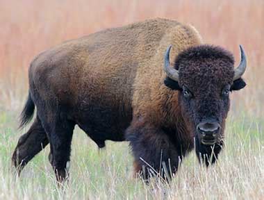 Wyoming State Mammal | American Bison