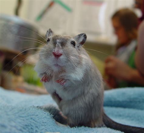 Gerbil Care - CHICAGO EXOTICS ANIMAL HOSPITAL