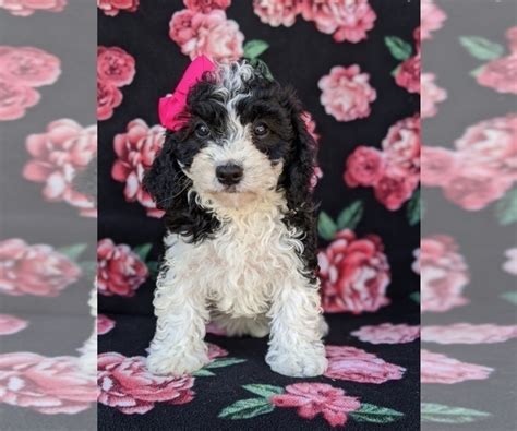 View Ad: Cavachon-Poodle (Miniature) Mix Puppy for Sale near ...