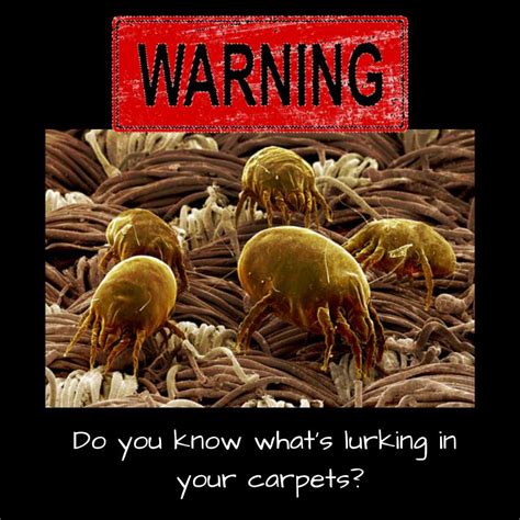 Do You Know What's Lurking in Your Carpets? | Get Rid of Dust Mites ...