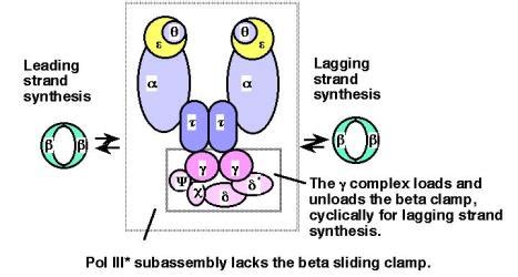 Dna Polymerase 3 Subunits Functions - cloudshareinfo