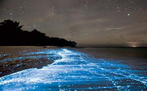 Sea of Stars, Vaadhoo Island, Maldives | 27 Pictures