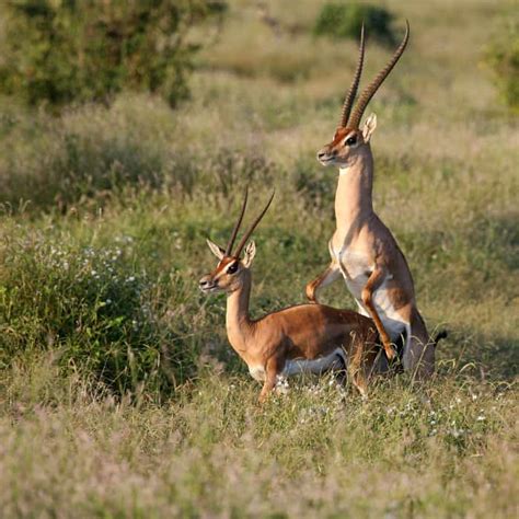 Grant’s Gazelle: Habitat, Diet & Unexpected Resourcefulness