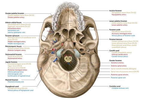 Foramen Rotundum Inferior View