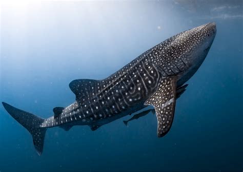 Žralok velrybí (Rhincodon typus)