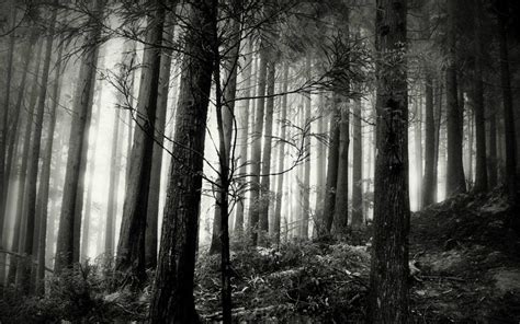 Black and White Forest Wallpaper (57+ images)