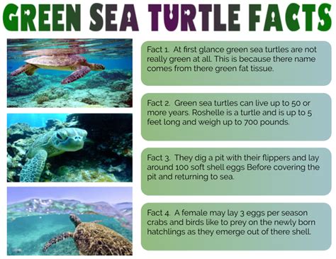 Jordan @ Pt England School: Green Sea Turtle Facts