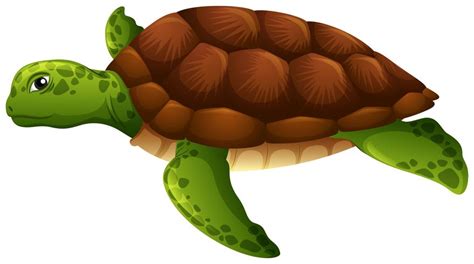 Green sea turtle white background 298625 Vector Art at Vecteezy