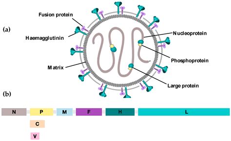 Viruses | Free Full-Text | Measles to the Rescue: A Review of Oncolytic ...