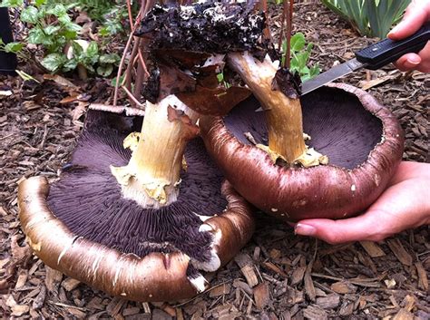 How to grow and eat King Stropharia mushrooms - Tyrant Farms