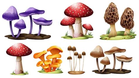 Kingdom Fungi - Structure, Classification, Characteristics, FAQs ...