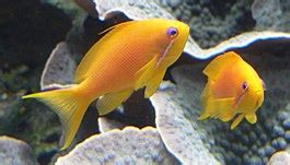 Pseudanthias. Caratteristiche, stile di vita, distribuzione e habitat