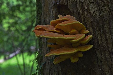 Foraging Guide: Chicken of the Woods - WildBounds