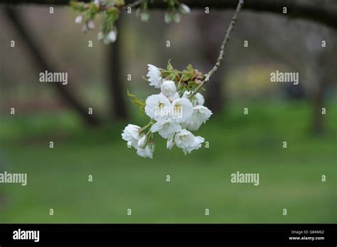 Prunus shirotae. Cherry shirotae tree blossom. Mount Fuji Cherry Tree ...