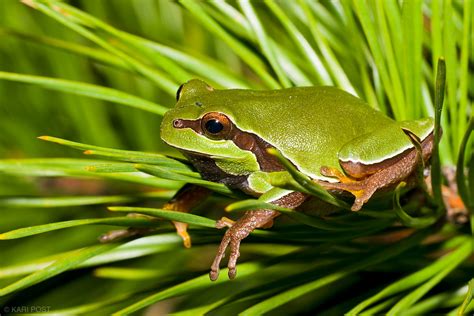 Pine Barrens Treefrog | Green Wood Wildlife Management Area, New Jersey ...