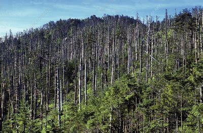 Acid Rain Damage on Mt. Mitchell - Stock Image - C028/7645 - Science ...