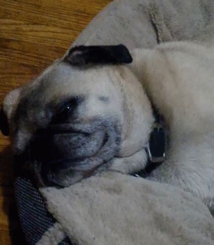 Pug Sleeping GIF - Pug Sleeping Shocked - Discover & Share GIFs