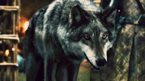 The 13 Best Direwolf Moments On 'Game Of Thrones' To Comfort You During ...