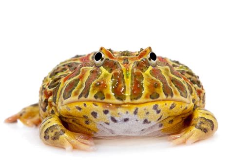 Obesity in Amphibians | PetMD