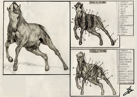 Horse Anatomy by lvito00 on DeviantArt