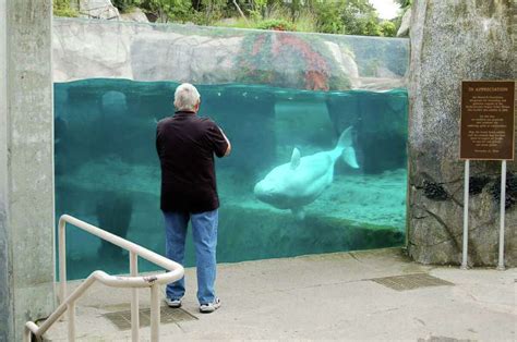 Mystic Aquarium, Seaport offer array of fun activies