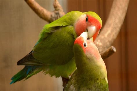 Top 10 Cute Small Parrots - Depth World - Top 10 Cute Small Parrots