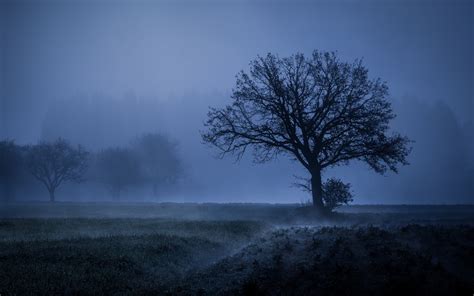 1680x1050 Field Fog Trees Blue Weather Cold 4k 5k Wallpaper,1680x1050 ...