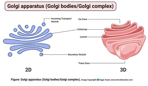 [DIAGRAM] Eye Diagram Of A Complex - MYDIAGRAM.ONLINE