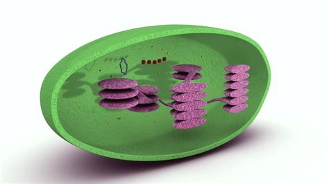 3d chloroplast model