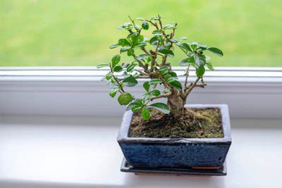 The 6 Best Indoor Bonsai Tree Types & How To Care For Them