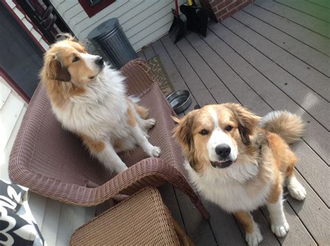 Great Pyrenees/Bernese Mixes- Great Bernese. Ruby and Copper:) | Big ...