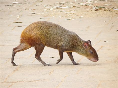 South American Rodent Agouti : Barro Rodent Agouti Dasyprocta Punctata ...