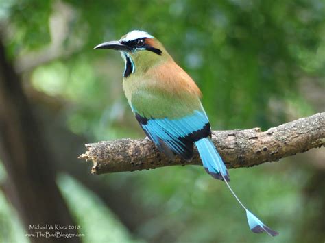 Turquose-browed Motmot - Laguna de Apoyo, MS-NI - THE BIRD BLOGGER