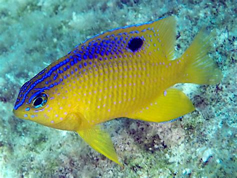 Longfin Damselfish - Stegastes diencaeus - Bonaire - Photo 12 ...