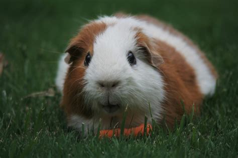 Do Guinea Pigs Eat Carrots? - Four Paw City