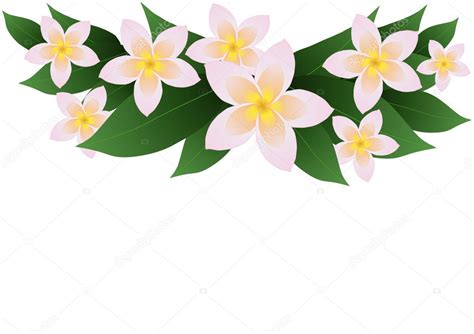 Plumeria border clip art | Frangipani plumeria border — Stock Vector ...