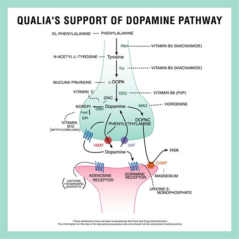 Dopamine and Dopamine Precursors | Dopamine receptor, Dopamine ...