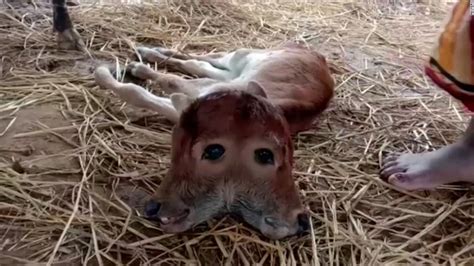 See rare two-headed calf born in India – Global Hope for Equity Action