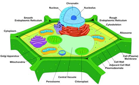 6.1 Plant Cells and Tissues – The Science of Plants