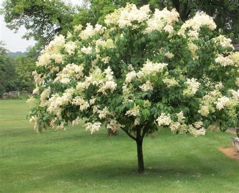 13 best Zone 6 Trees images on Pinterest | Shrub, Shrubs and Deciduous ...