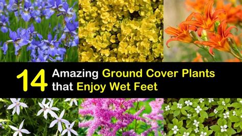 14 Amazing Ground Cover Plants that Enjoy Wet Feet