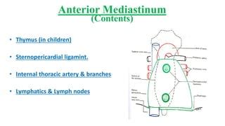 Anterior Mediastinum Contents