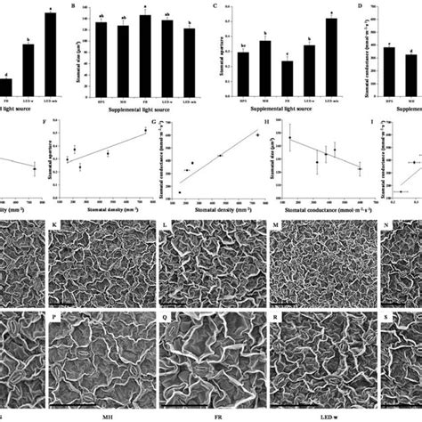 Stomatal density (A), stomatal size (B), stomatal aperture (C ...