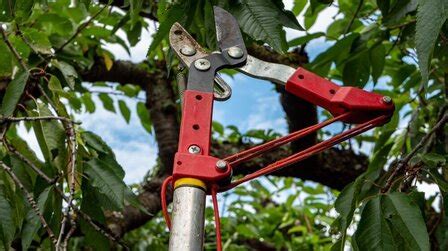 Top 6 Best Loppers for Large Branches [Nov 2020] Reviews & Guide