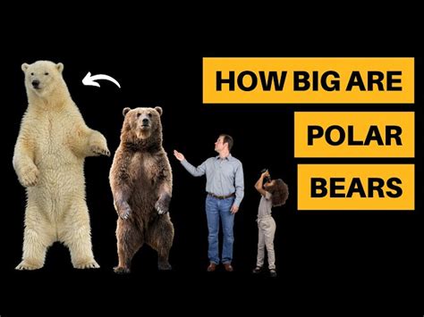 How Big Are Polar Bears