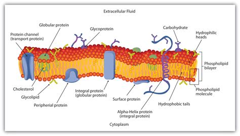 Cell Membrane Bilayer